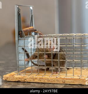 Little mouse sits trapped in a wire trap against blurred background Stock Photo