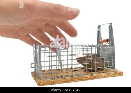 Little mouse sits trapped in a wire trap against blurred background isolated on white Stock Photo