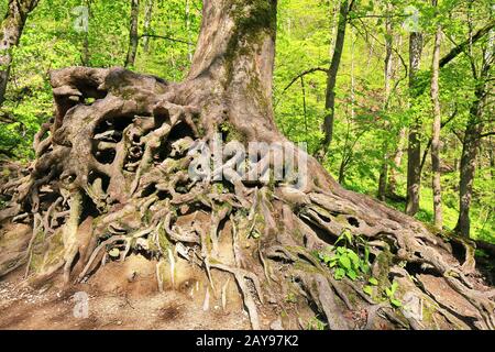 Bad Urach is a city in Bavaria, Germany, with many historical attractions Stock Photo