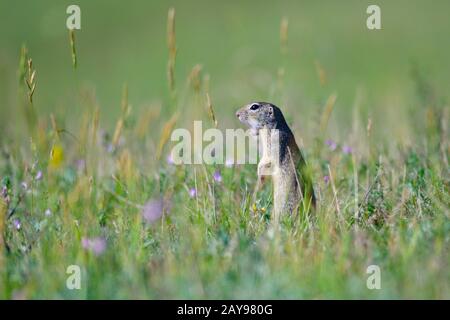 European squirrel Stock Photo