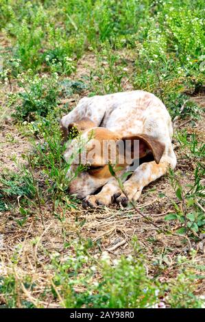 Abandoned puppy sleeping on the ground among little green wild plants. It is white and brown and has long nails Stock Photo