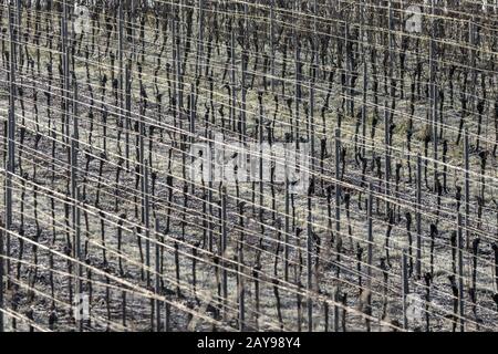 Vineyard with grapevines rows in frost with shiny wire ropes frame-filling as background monochrome Stock Photo