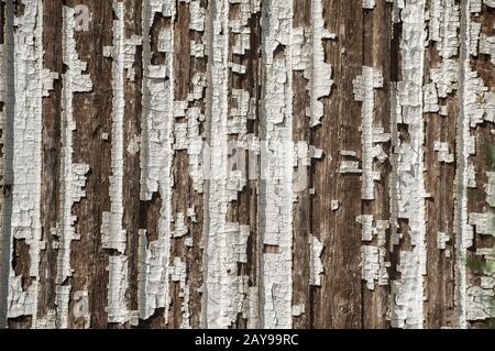 Old wooden board weathered grunge surface with cracked and peeling paint closeup as background Stock Photo