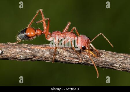 Australian Bull Ant or Bulldog Ant Stock Photo