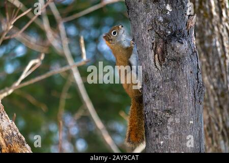 An American red squirrel is seen in profile as it climbs up the side of a deciduous tree in a nature preserve during winter. Stock Photo