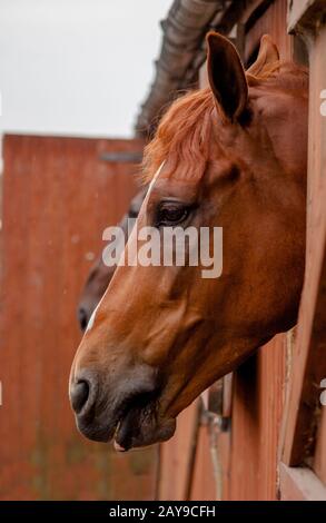 Horse head poking out from stable door Stock Photo