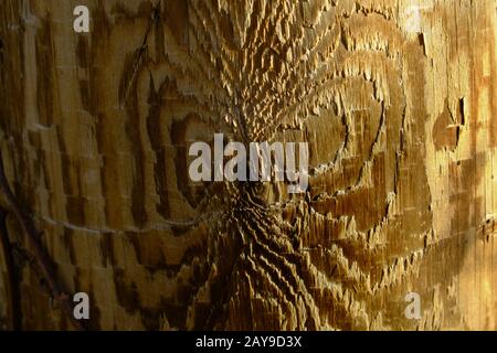 Wood grain Stock Photo