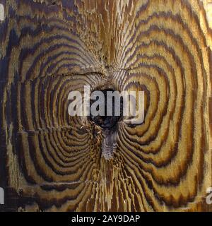 Woodgrain Stock Photo