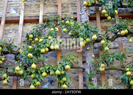 Espalier tree: Pear Stock Photo