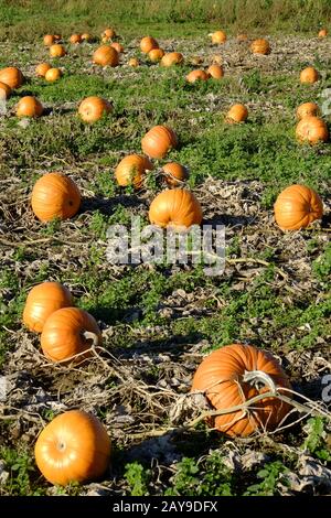 Pumpkin field Stock Photo