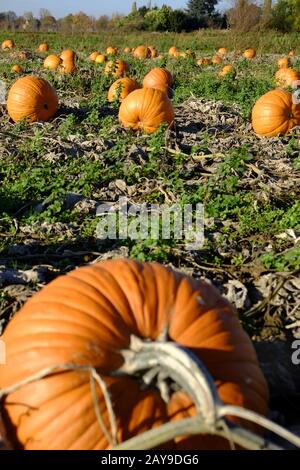 Pumpkins on the field Stock Photo