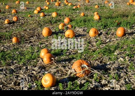 Pumpkin field Stock Photo