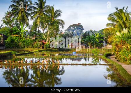 Paddy field at sunset, Ubud, Bali, Indonesia Stock Photo