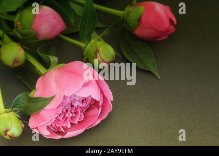 Peony flowers and buds on a dark background. Stock Photo