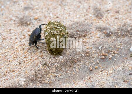 A Dung beetle is rolling a dung ball, made from from elephant dung in the Manyeleti Reserve in the Kruger Private Reserves area in the Northeast of So Stock Photo