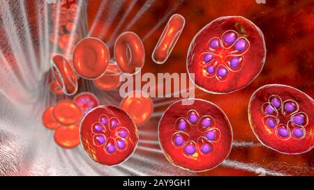 Plasmodium malariae inside red blood cell, illustration Stock Photo