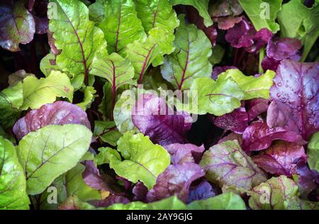 Young leaves growing on a bed of beet. Stock Photo