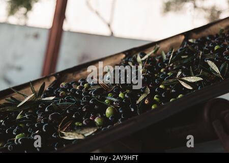 conveyor belt loading olives just arrived from the field Stock Photo