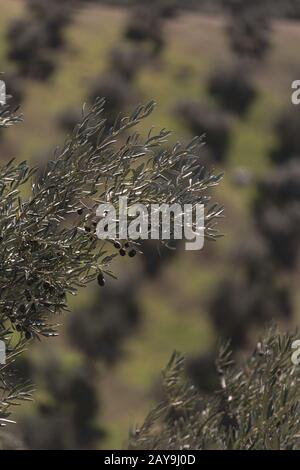 Big branch of olive tree with several olives Stock Photo