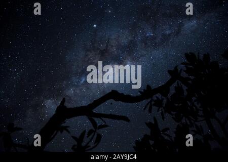 Silhouette of tree branch and milky way as background Stock Photo - Alamy