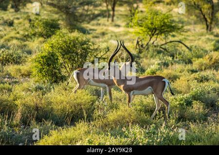 Crossing of two antelopes Stock Photo