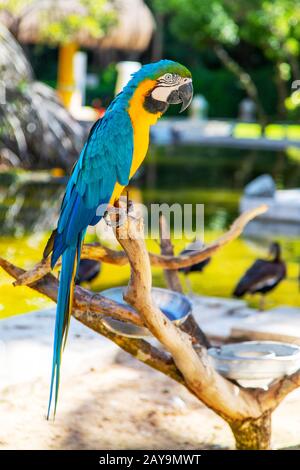 Colorful blue-and-yellow macaw parrot perched on branch with natural bokeh background. Stock Photo