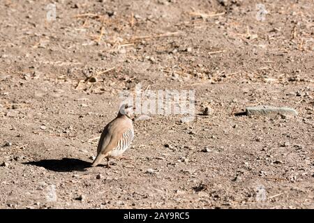 Chukar partridge (Alectoris chukar), Hemis National Park, Ladakh, India Stock Photo