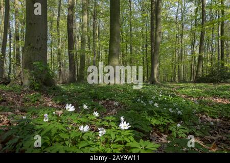 Beech forest in spring Stock Photo