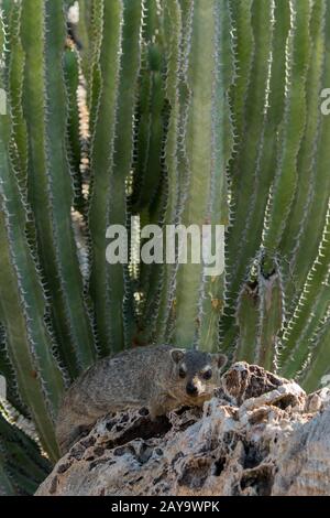 Rock Hyrax on the rocks Stock Photo - Alamy