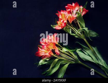 Two Amaryllis flowers on a dark background. Stock Photo