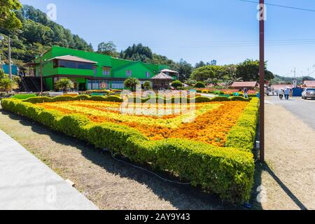 flowerbeds in bloom at the Boquete flower and coffee fair Pana Stock Photo