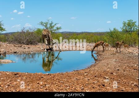 Black faced impalas (Aepyceros melampus petersi) and a Angolan giraffe (Giraffa giraffa angolensis) at a waterhole at Ongava Lodge in the Ongava Game Stock Photo