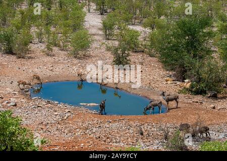 Greater kudu (Tragelaphus strepsiceros) and black faced impalas (Aepyceros melampus petersi) at a waterhole at Ongava Lodge in the Ongava Game Reserve Stock Photo