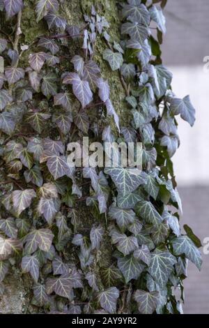 ivy vines on the tree trunk Stock Photo