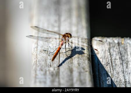 Detailed big orange dragonfly sitting on white wood, isolated and blurred Stock Photo