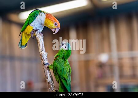 Chatting Carolina Parakeet parrots sitting on branch with de-focused background Stock Photo