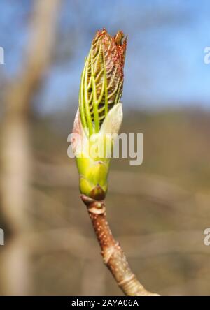 the budding leaf of a sycamore tree in april Stock Photo