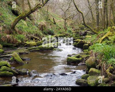 hillside stream running though moss covered rocks and boulders with trees in spring trees Stock Photo