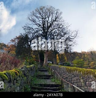 steep old moss covered stone staircase up a steep hill in a rural woodland setting with a tall tree Stock Photo