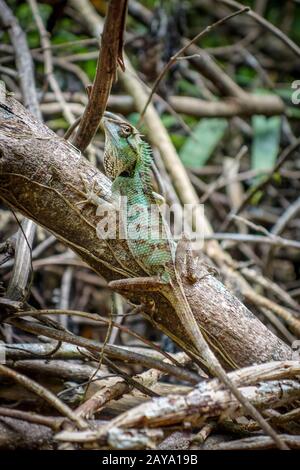 Crested Lizard in jungle, Khao Sok, Thailand Stock Photo