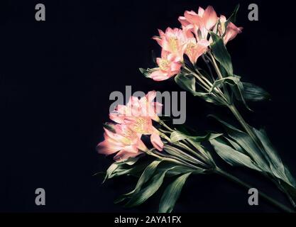 Two Amaryllis flowers on a dark background. Stock Photo