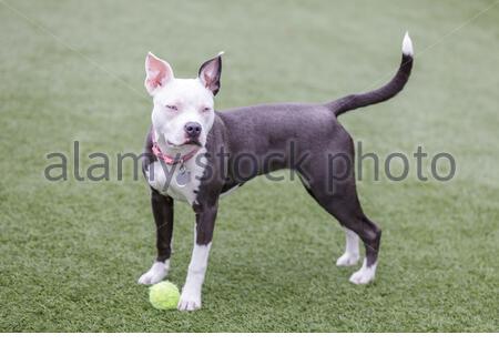 A Blue And White Pit Bull Terrier Mixed Breed Dog With A Bored Expression Stock Photo Alamy