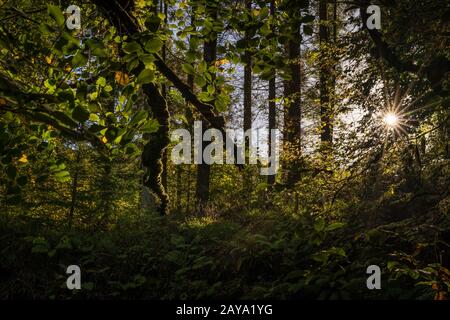 Sun star in mossy forest and sun rays shining through leafs Stock Photo