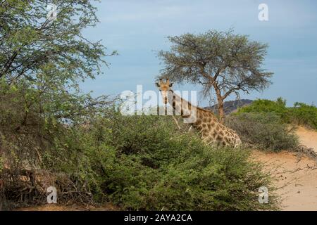 An Angolan giraffe (Giraffa giraffa angolensis), a southern giraffe sub-species, in the Huanib River Valley in northern Damaraland and Kaokoland, Nami Stock Photo