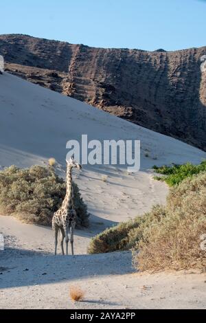 An Angolan giraffe (Giraffa giraffa angolensis), a southern giraffe sub-species, in the desert landscape of the Huanib River Valley in northern Damara Stock Photo