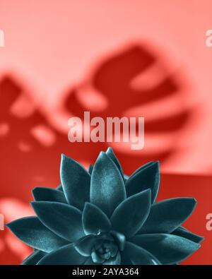 Decorative frame with succulent plant Echeveria and shadows leaf from Monstera on a color Living Coral background. Flat lay. Stock Photo