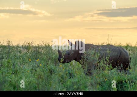 White Rhinoceros in the savannah of Nairobi Stock Photo
