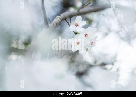 Nahaufnahme weiß-pinker Schlehenblüten im Frühling Stock Photo