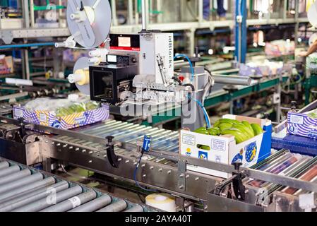 Tenerife, Spain - January 3, 2018 : Conveyor belt in Banana factory packaging line in Tenerife, Canary islands, Spain. Stock Photo