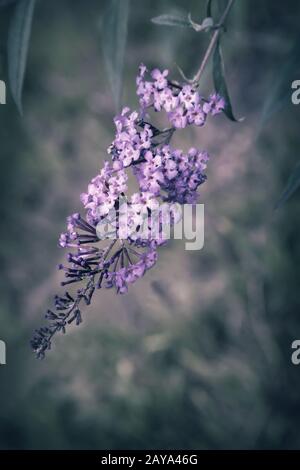 Beautiful flower shrub buddleia in the background of the garden Stock Photo